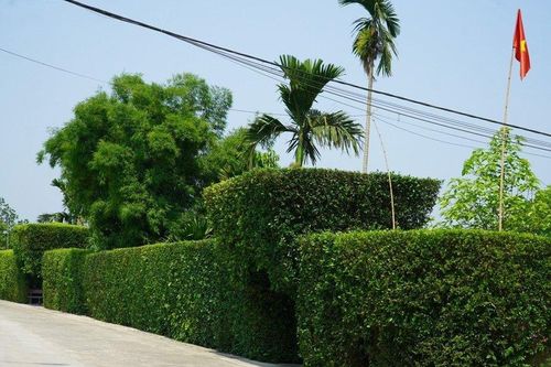 Hà Tĩnh: Xanh mướt hàng rào bằng cây duối trăm tuổi trong nắng hè