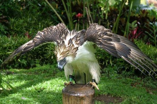Loài chim săn mồi mạnh mẽ nhất thế giới, là 'sát thủ' ăn thịt khỉ, biểu tượng của 1 quốc gia