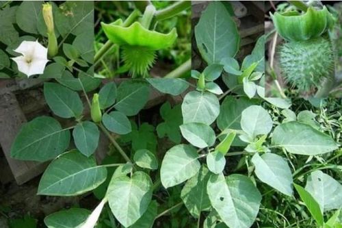 Loài cây nguy hiểm nhất thế giới mọc hoang nhiều ở Việt Nam, cẩn trọng tránh xa kẻo nguy hiểm tới tính mạng