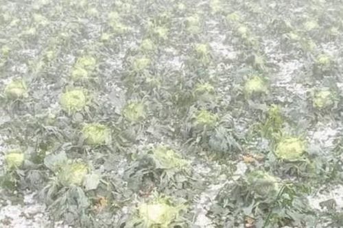 Hòa Bình: Mưa đá khiến gần 30 ngôi nhà, hàng trăm ha cây ăn quả hư hại
