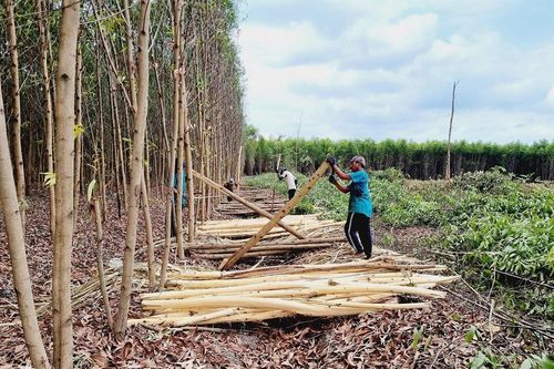 Bắt đầu cưa cắt rừng tràm để xây dựng Khu tái định cư Dự án đường cao tốc Biên Hòa - Vũng Tàu