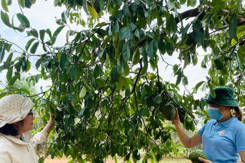 Chư Prông: Hơn 3.500 hộ nông dân đăng ký hộ sản xuất, kinh doanh giỏi các cấp