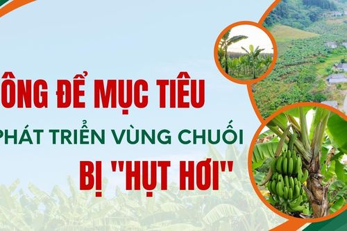 Không để mục tiêu phát triển vùng chuối bị 'hụt hơi'