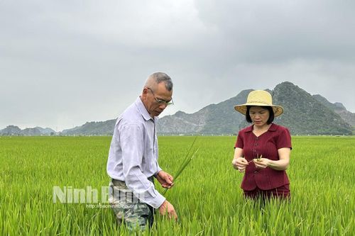 Sâu bệnh trên lúa đang có diễn biến đáng lo ngại