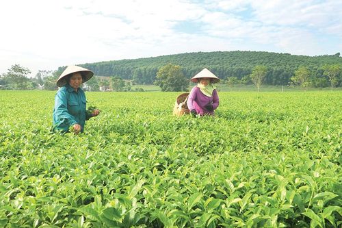 Góp sức xây dựng nông thôn mới