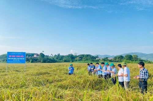 Hạt nếp đặc sản Phủ Đoan