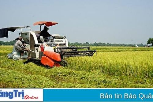 Khẩn trương thu hoạch lúa vụ đông xuân
