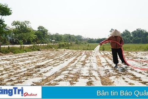 Cam Lộ chủ động phương án chống hạn vụ hè thu