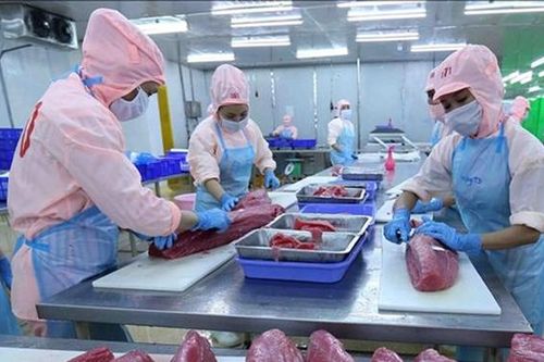 Xuất khẩu cá ngừ khó cán mốc 'tỷ đô'