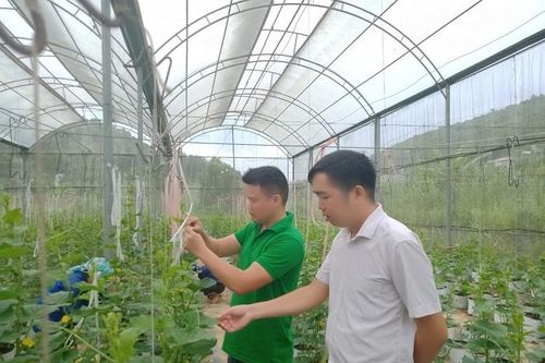 Nông nghiệp là mảnh đất 'màu mỡ' để phát triển HTX thanh niên