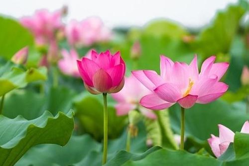 Lễ hội Rạng ngời sắc Sen Đồng Tháp