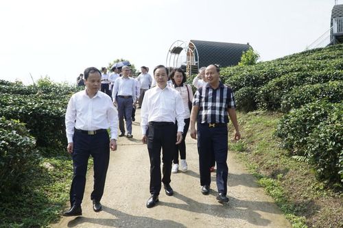 Đoàn đại biểu Ủy ban Thường vụ Đại hội đại biểu nhân dân thành phố Bách Sắc, Quảng Tây (Trung Quốc) khảo sát mô hình trồng, chế biến chè tại của Công ty TNHH Kolia