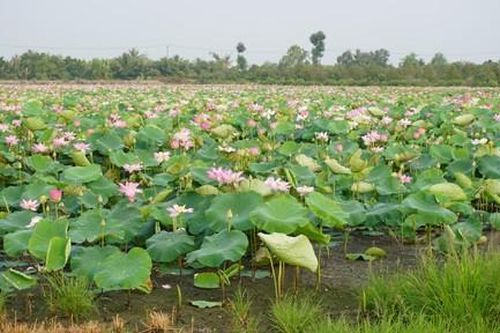 Đồng Tháp tổ chức lễ hội sen, với không gian 66.000 chậu sen