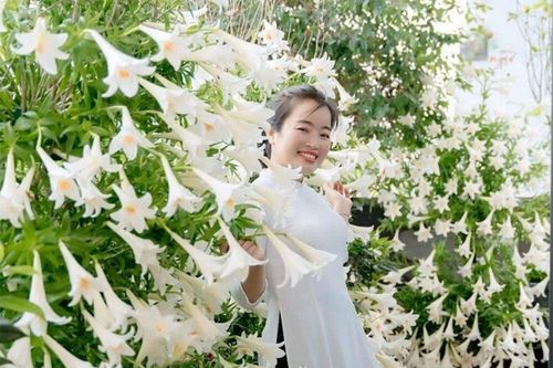 'Studio tại gia' gồm 2.500 bông loa kèn của người phụ nữ Hải Phòng gây sốt mạng