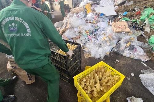 Xử phạt 35 triệu đồng, buộc tiêu hủy 10.000 con vịt giống