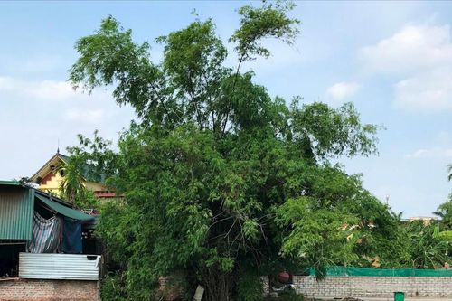 Xanh xanh mặt ao đầu ngõ