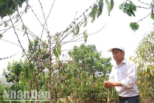 Hàng nghìn ha cây trồng ở Đắk Lắk đang đối mặt với khô hạn nặng