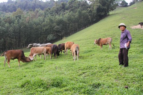 Xóa đói giảm nghèo nhờ chăn nuôi đại gia súc