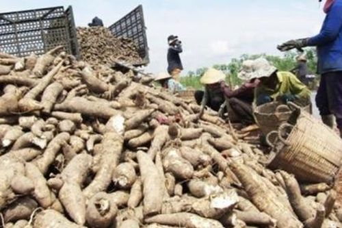 Ngành hàng sắn đặt mục tiêu xuất khẩu 2 tỷ USD vào năm 2030