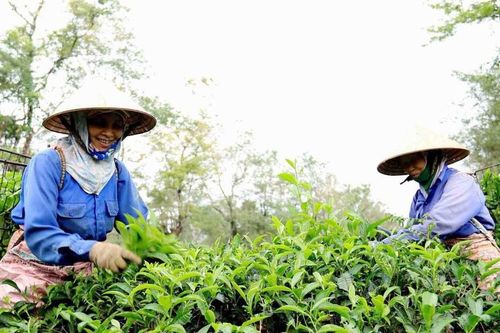 Tập trung gỡ vướng cho các công ty nông, lâm nghiệp