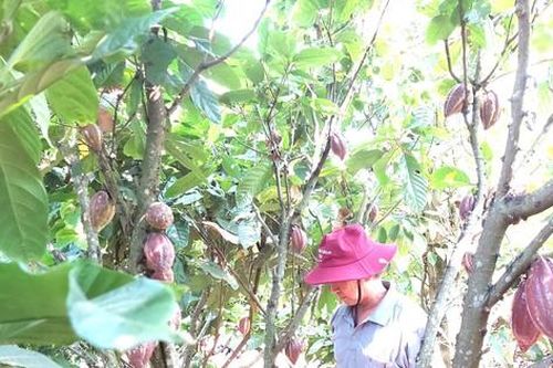 'Đột nhập' vườn ca cao trĩu quả đang vào vụ thu hoạch