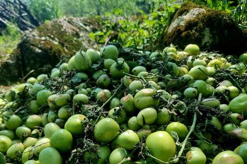 Vạn gốc cà chua tan hoang sau mưa đá, chủ vườn bật khóc