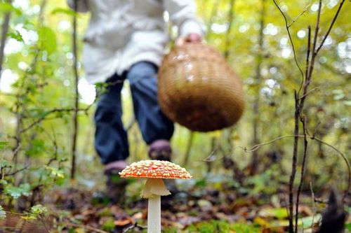 Hai ông cháu đi cấp cứu sau bữa cơm với nấm hái ở vườn nhà
