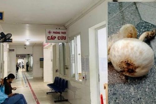 Hái nấm trong vườn ăn, hai ông cháu nhập viện nguy kịch