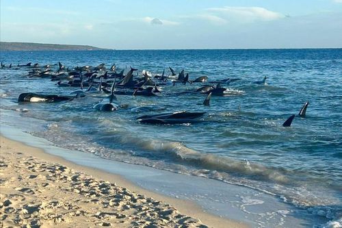 Australia giải cứu 130 cá voi mắc cạn trên bờ biển