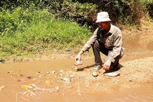 Vụ cá chết ở khe Rào Trường: Xử phạt chủ trang trại nuôi lợn xả thải ra môi trường