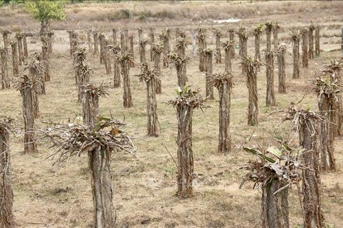 Hơn 6.800 ha cây trồng của Bình Thuận bị ảnh hưởng khô hạn