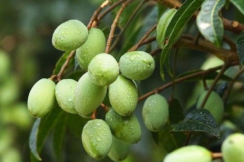 Loại quả dại 'xanh lét' trước rụng đầy gốc nay lên tầm đặc sản 'một vốn bốn lời'