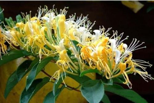 Loại cây hoa mọc chùm rực rỡ được ví như 'vàng mười', giá lên tới gần 1 triệu đồng/kg, dùng uống nước sẽ giúp gan sạch, ngủ ngon hơn