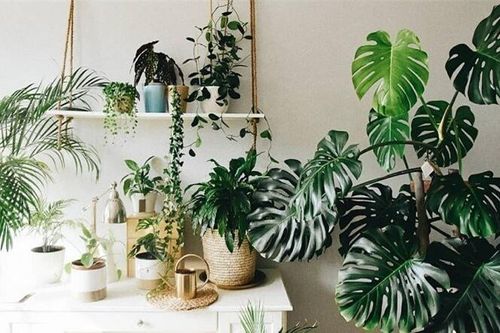 4 loại cây cảnh dưỡng người, càng trồng lâu trong nhà càng may mắn, phúc khí dài lâu