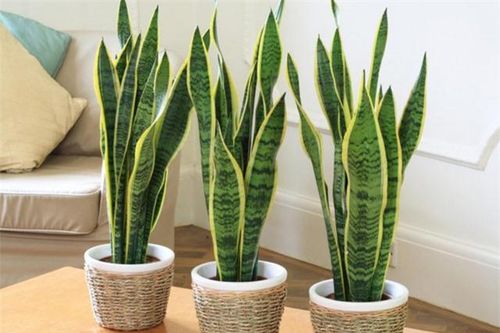 Muốn hút tài lộc vào nhà nhờ trồng cây phong thủy mọi người cần biết những điều này