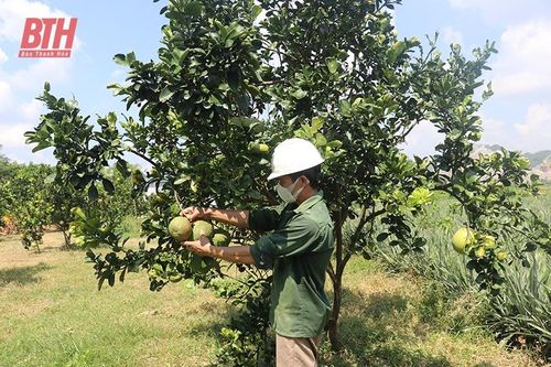 Xen canh các loại cây ngắn ngày trong vườn cây ăn quả