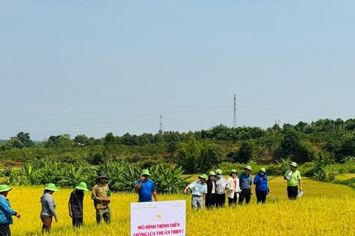 Ia Grai: Giống lúa TBR87, TBR97 cho năng suất khoảng 68 tạ/ha