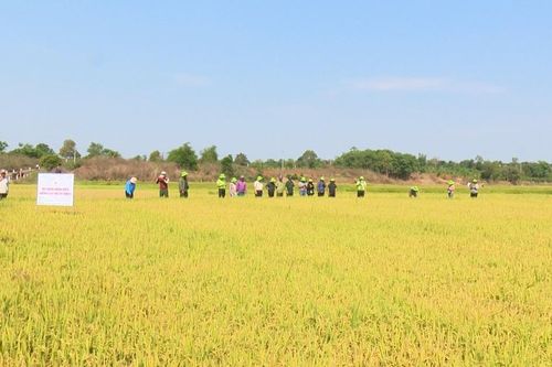 Đak Đoa tổ chức hội thảo đánh giá giống lúa chất lượng cao