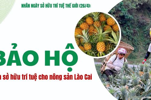 Bảo hộ quyền sở hữu trí tuệ cho nông sản Lào Cai