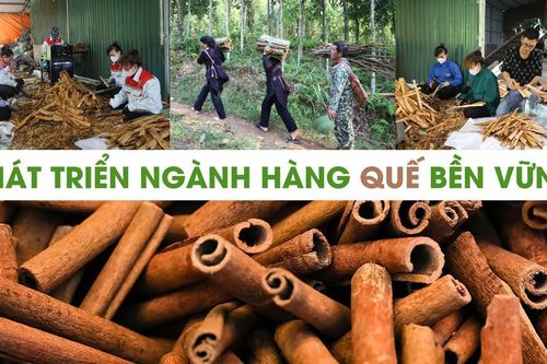 Phát triển ngành hàng quế bền vững