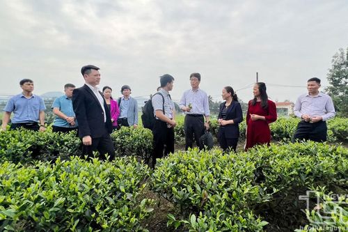 Tăng cường bảo vệ thương hiệu chè Tân Cương