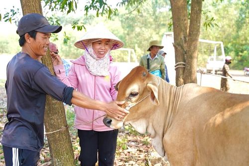 Hỗ trợ hơn 1,5 tỷ đồng bò giống sinh sản ở Hương Thủy