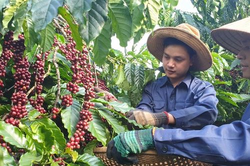 Đẩy mạnh xúc tiến xuất khẩu sản phẩm cà phê và gia vị Việt Nam