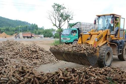 Một loại củ bán hơn 94% sang Trung Quốc, kỳ vọng thu 2 tỷ USD vào 2030