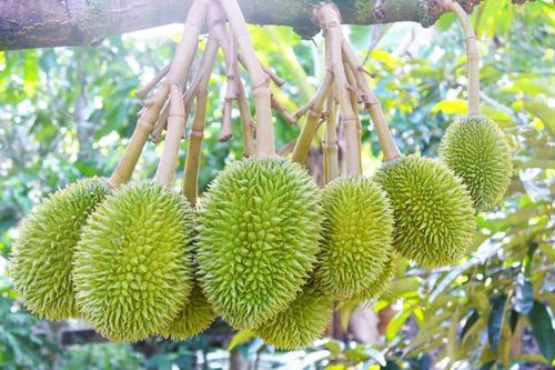 Phát triển hạ tầng giao thông sẽ mở rộng không gian cho nông sản Tây Nguyên