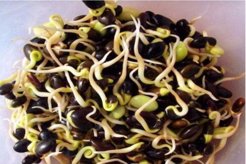 Đỗ đen nảy mầm có ăn được?