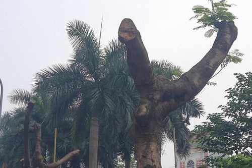 Hà Nội: Xót xa hàng loạt cây xanh bị tỉa trơ trụi