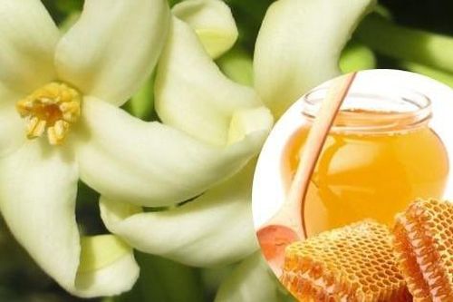 Ai không được uống hoa đu đủ đực ngâm mật ong?