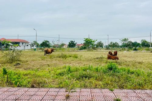 Quảng Nam: Vì sao dự án Cầu Hưng - Lai Nghi điều chỉnh quy hoạch?