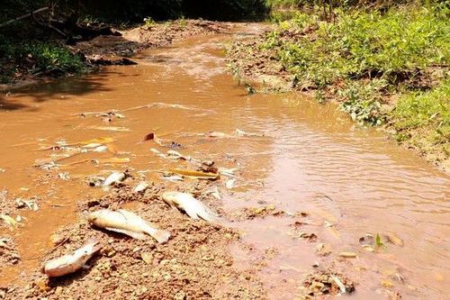 Phạt nặng do gây ô nhiễm môi trường